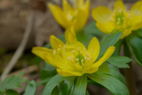 Blossoming winter aconite. Timelapse. Stock Footage 108083361