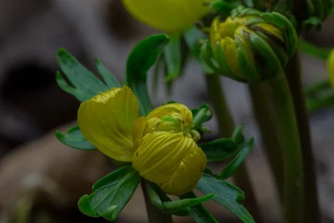 Blossoming winter aconite. Timelapse. Stock Footage 108088040