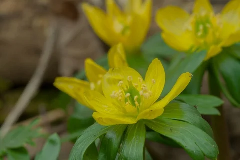 Blossoming winter aconite. Timelapse. Video stock 108173982