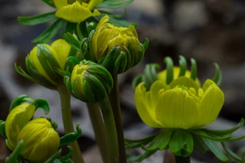 Blossoming winter aconite. Timelapse. Stock Footage 108174751