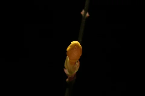 Blossoming Winter Jasmine. Timelapse Stock Footage 109162753