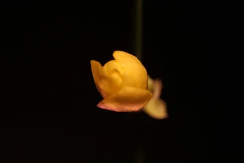 Blossoming Winter Jasmine. Timelapse Stock Footage 109165663