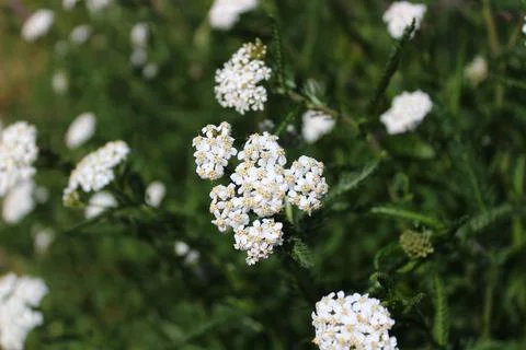 Blossoming yarrow Stock Photos