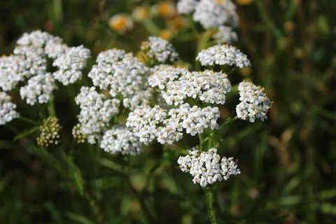Blossoming yarrow Stock Photos