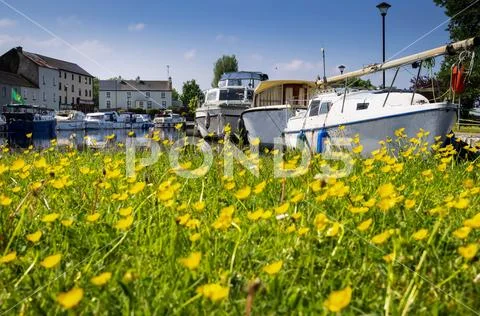 Blossoming yellow flowers along the waterfront of Clondra Village Stock Photos