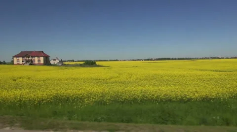 Blossoming yellow rapeseed fields from car window – blur speed motion Stock Footage 52375380