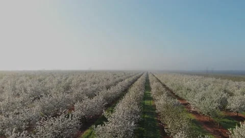 Blossoming young cherry garden. Top view over the blooming garden Stock Footage 237368950