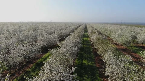 Blossoming young cherry garden. Top view over the blooming garden Stock-Footage 237369099