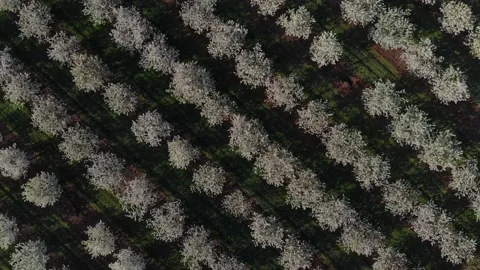 Blossoming young cherry garden. Top view over the blooming garden Stock Footage 237369136