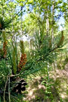 Blossoming young pine, pine cone Stock Photos