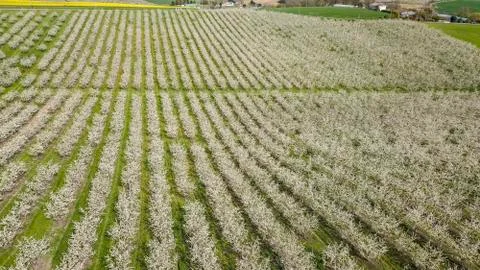 Blossoming young plum garden, top view, Span of the drone over the plum bloom Stock Photos
