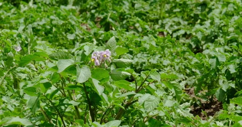 Blossoming young potatoes Video stock 132322198
