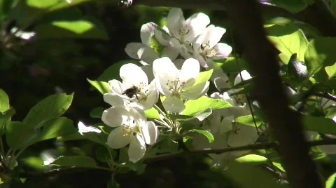 Blossoms 2 Stock Footage 478978