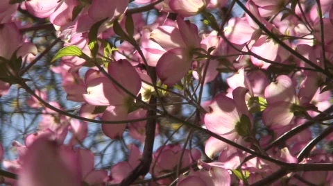 Blossoms 3 Stock Footage 478977