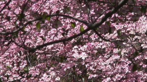 Blossoms 4 Stock Footage 478975