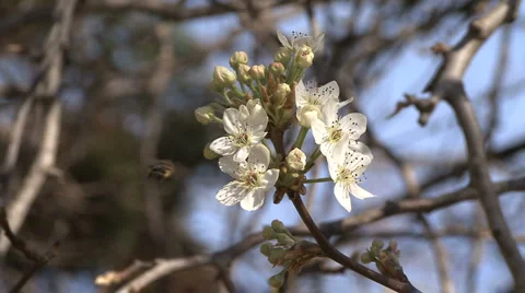 Blossoms and Bee 2 Video stock 1804662