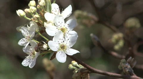 Blossoms and Bee Video stock 1797977