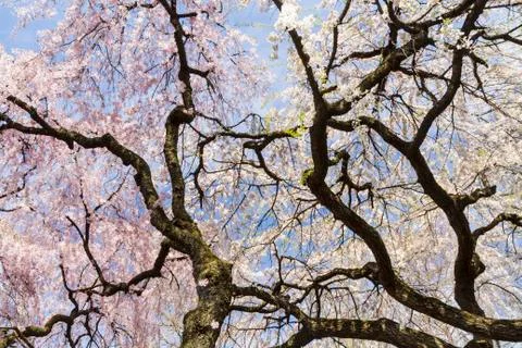 Blossoms and branches Stock Photos