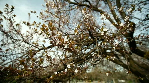Blossoms and Flowers Video stock 830239