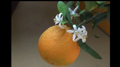 Blossoms and orange fruit 動画素材 85390818