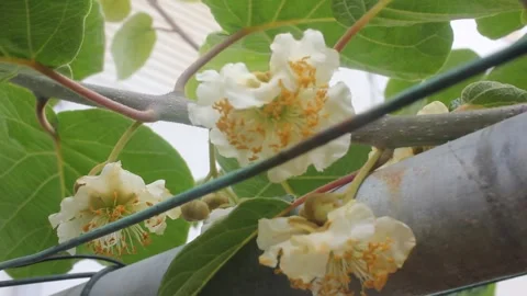 Blossoms and Small Developing Fruit Buds on a Kiwi Vine 스톡 동영상 336639489