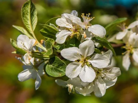 Blossoms an apple tree on a light background Stock Photos