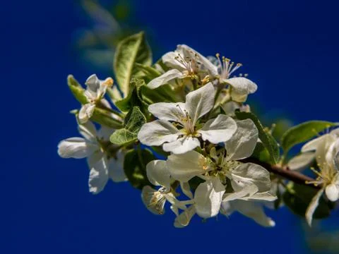 Blossoms an apple tree on a light background Stock Photos