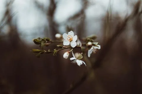 Blossoms of an apple tree in the spring Stock Photos