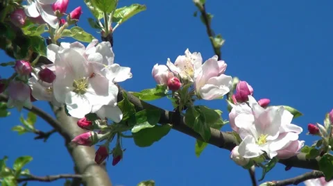 Blossoms of an apple tree swinging in the wind 01 Stock Footage 37068568