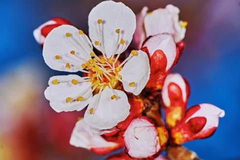 Blossoms of Apricots Stock Photos