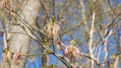 Blossoms of ash in spring - wind moves the branches - sunny day in a park - loop Stock Footage 152966887