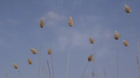 Blossoms of beachgrasses moving in the wind 動画素材 65823602