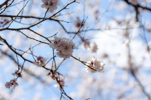 Blossoms Beneath the Sky Stock Photos
