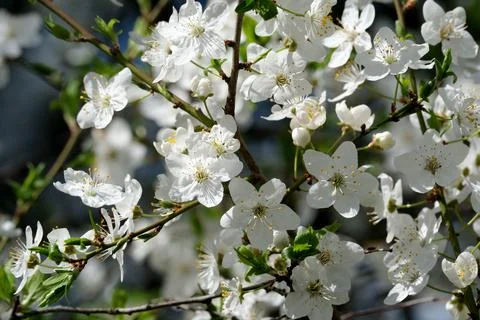 Blossoms bloom in spring sunlight creating a delicate paradise 写真素材