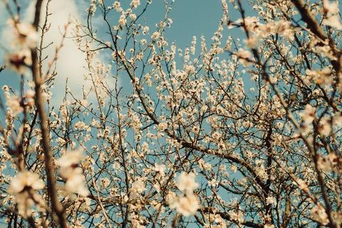 Blossoms bloom on tree branches under  bright blue sky during spring season i Stock-Fotos