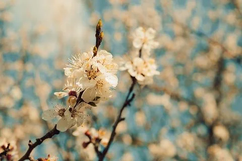 Blossoms bloom on tree branches under  bright blue sky during spring season i Stock-Fotos