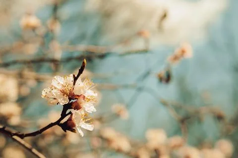 Blossoms bloom on tree branches under  bright blue sky during spring season i Foto stock