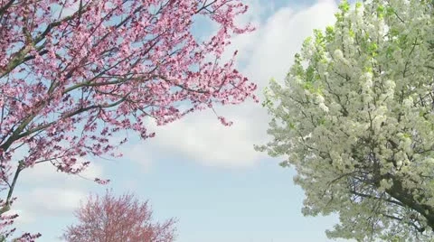 Blossoms blowing Stock Footage 11135101