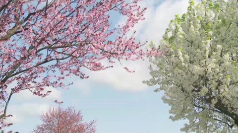 Blossoms blowing Stock Footage 33302712