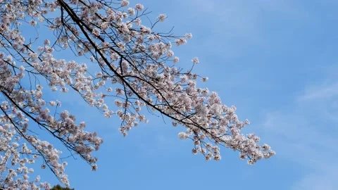 Blossoms Blue Sky Stock Footage 175625115