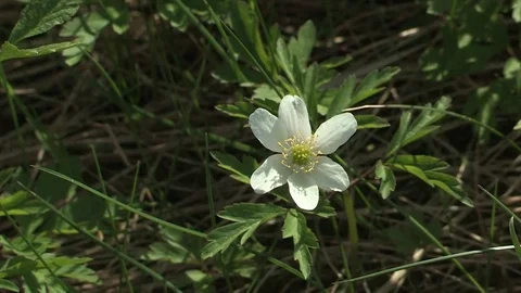 Blossoms, blueten Stock Footage 84196762