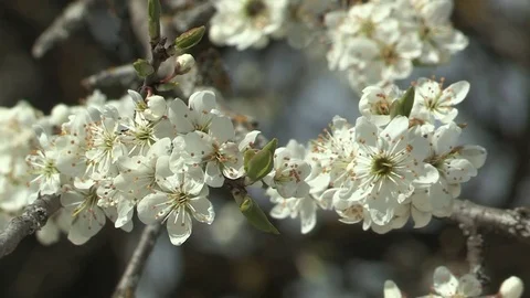 Blossoms, blueten Stock Footage 84197683