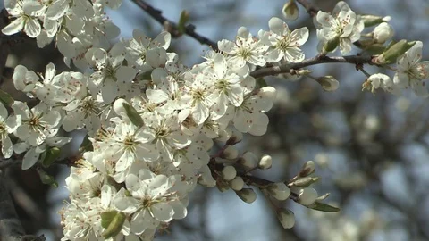 Blossoms, blueten Stock Footage 84197695