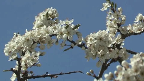 Blossoms, blueten Stock Footage 84197796