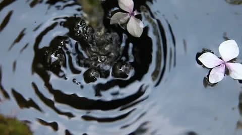 Blossoms in bubbling water Stock Footage 25478426