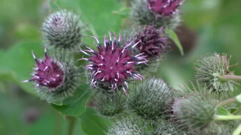 Blossoms of burdock 스톡 동영상 116783198