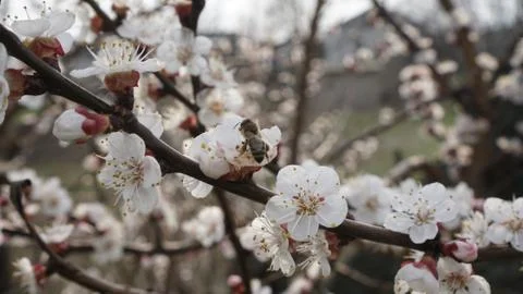 Blossoms on Cherry Tree Branches Stock Photos