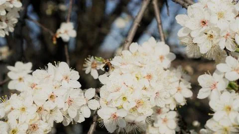 Blossoms on Cherry Tree Branches Stock Photos