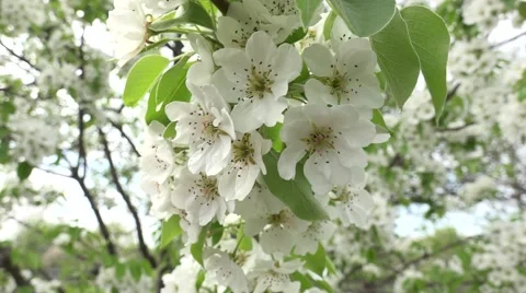 Blossoms Cherry Tree with Gray Sky Background. Zoom in/out. 4K UltraHD, UHD Stock Footage 56568950