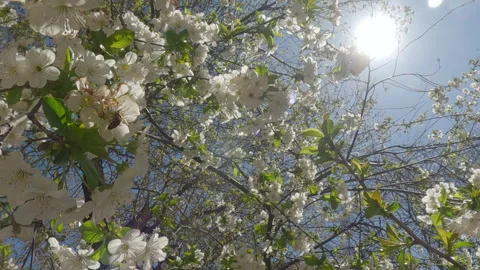 Blossoms cherry tree, Prunus cerasus with white flowers in sun backlighting on Stock Footage 309915463